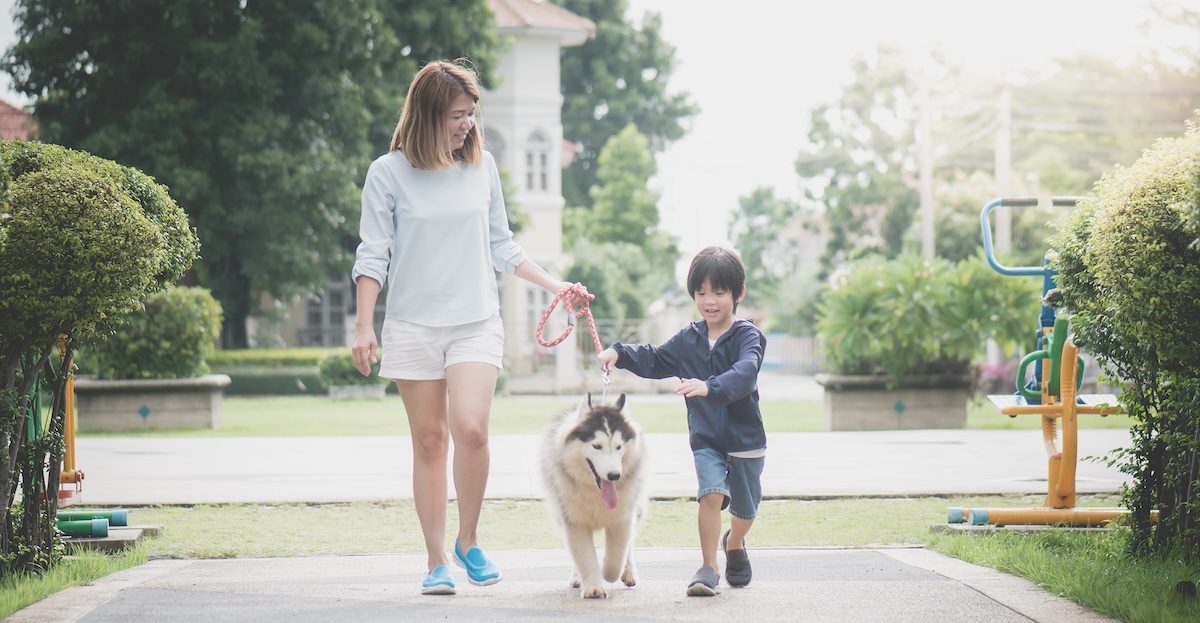 Asian mother and son walking with a siberian husky dog in the park